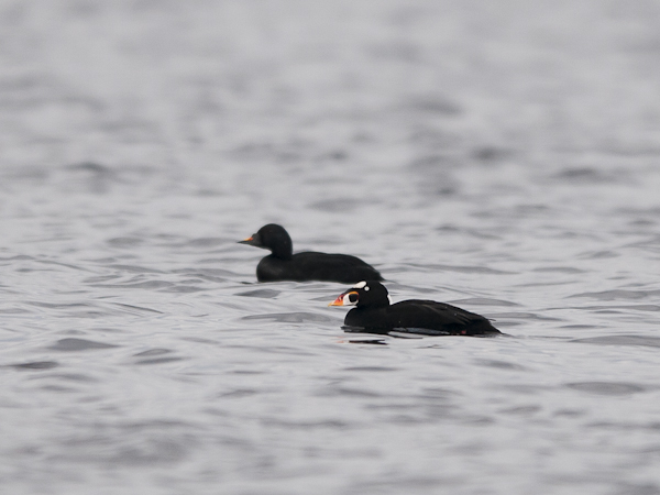 Pilkkaniska, Surf Scoter, Melanitta perspicillata